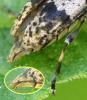 Leiopus sp.
